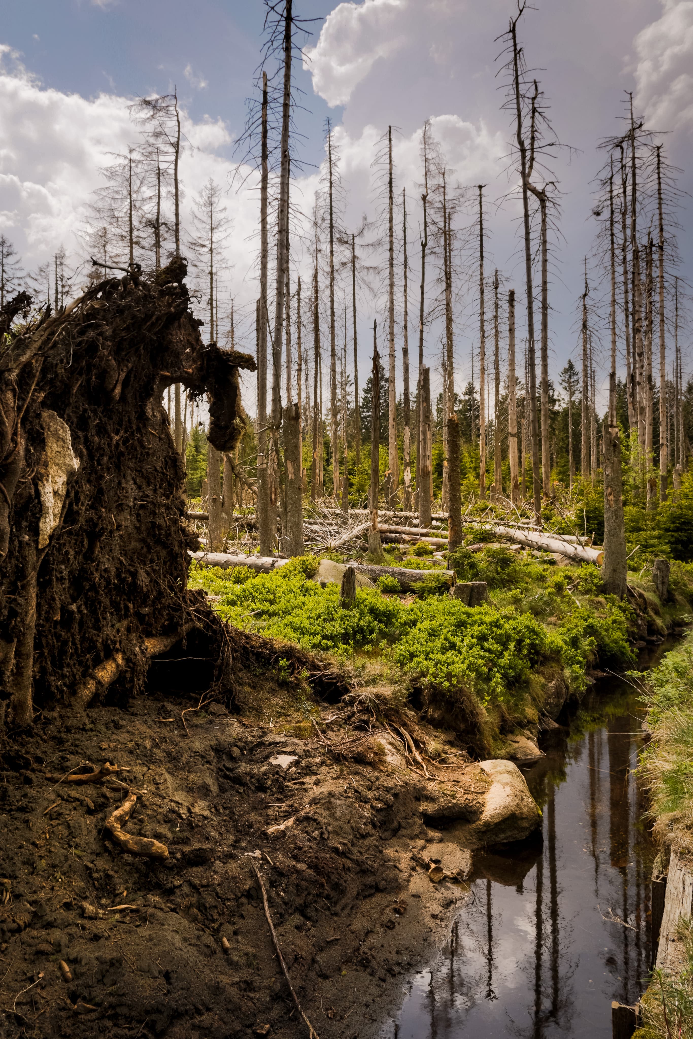 Politikat e Privatësisë